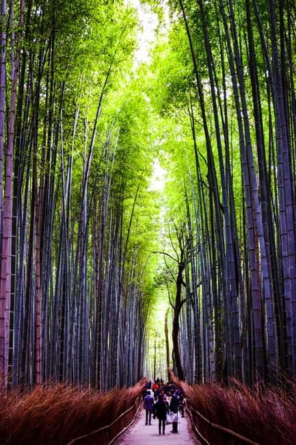 Osaka: Kyoto and Nara Private Day Trip - Arashiyama Bamboo Forest and Togetsu-kyō Bridge