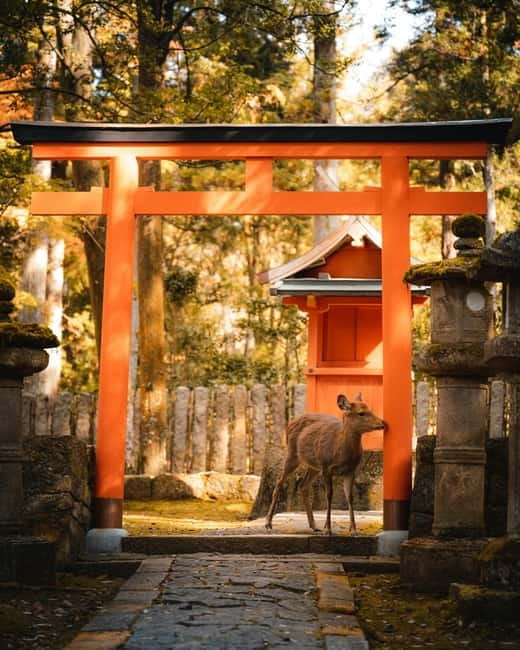 Osaka: Kyoto and Nara Private Day Trip - Nara Park and Tōdai-ji: the morning’s most memorable contrast