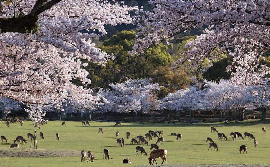 Osaka/Kyoto: Arashiyama, Nara Park, Fushimi Shrine Tour - Arashiyama at 10:00, bamboo paths and Togetsukyo Bridge