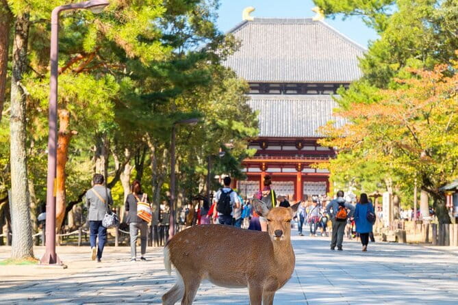 Osaka & Kyoto & Nara Top Hightlights English Speaking Tour - Walking, weather, and the pace
