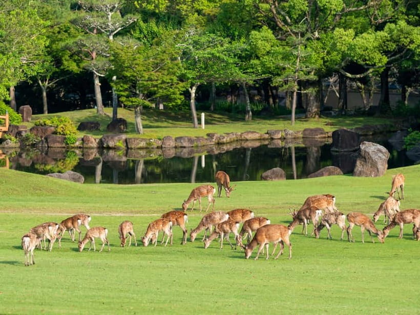 Osaka: Kyoto & Nara & Uji Historical and Scenic One-Day Tour - Todaiji and the great bronze Buddha