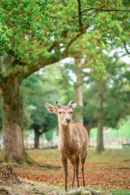 Osaka: Kyoto & Nara & Uji Historical and Scenic One-Day Tour - Uji River and the taste of matcha