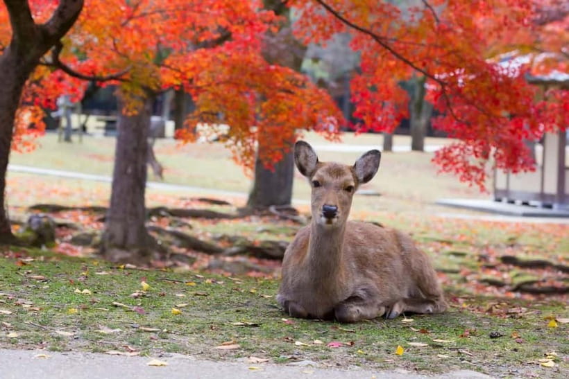 Osaka: Kyoto & Nara & Uji Historical and Scenic One-Day Tour - The guide and the value of organized transport