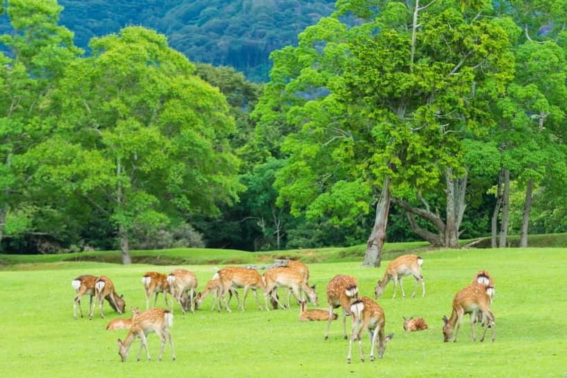 Osaka: Kyoto & Nara & Uji Historical and Scenic One-Day Tour - Who should book this tour
