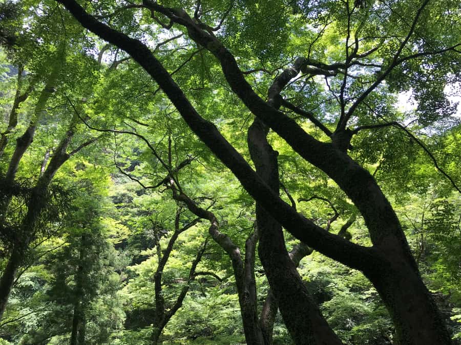 Osaka: Mino Forest Walk and Giant Waterfall with Local Lunch - Should you book the Mino Forest Walk?