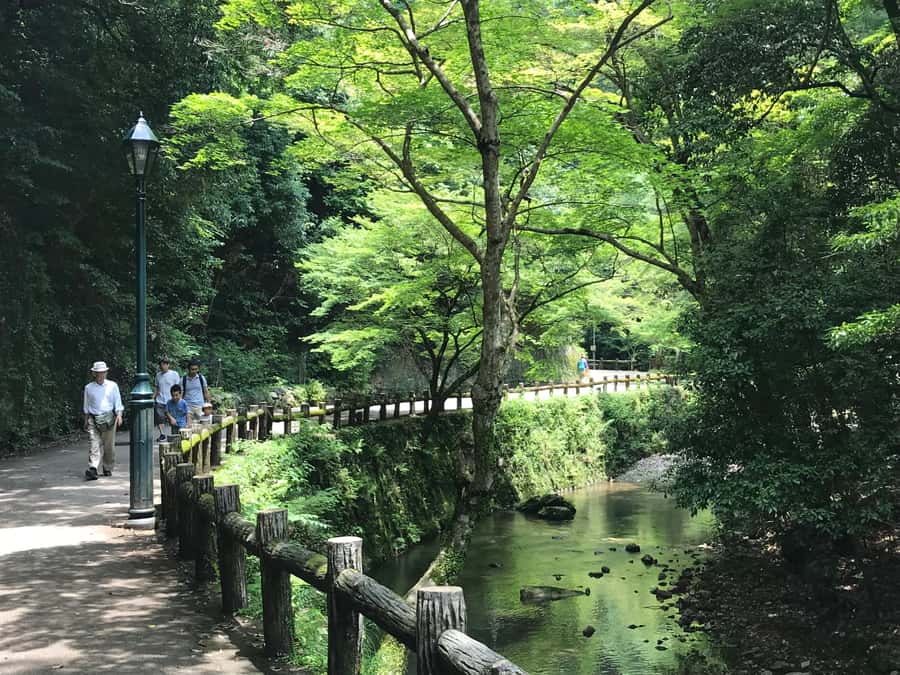 Osaka: Mino Forest Walk and Giant Waterfall with Local Lunch - Why the guide matters on this outing