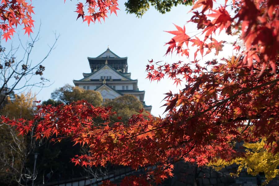Osaka: Osaka Castle 3 hours Historical Walking Tour - Hokoku Shrine and a quiet ending