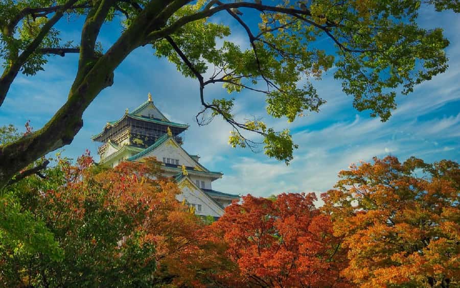Osaka: Osaka Castle 3 hours Historical Walking Tour - The guide makes the difference