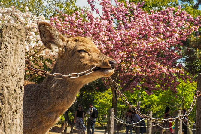 Osaka Private Cherry Blossom Tour with a Local – Picnic Included - Shitennoji for temple gardens and early spring flowers