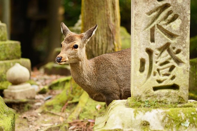 Osaka to Nara Day Trip with a Local – Private & Personalized - Nigatsu-do and views across Nara