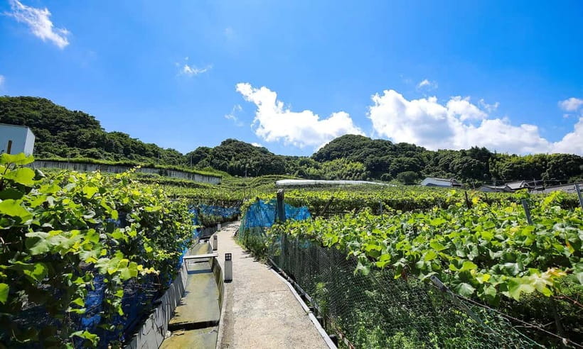 Osaka Winery Tour with Wine Tasting & Vineyard Walk - Practical planning for the visit