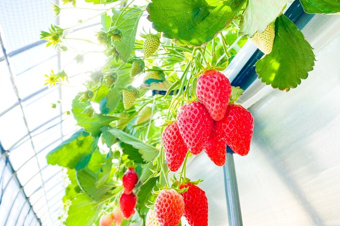 Play with Snow Crab Buffet Lunch and Strawberry Picking Bus Tour - Is the $125.53 price good value?