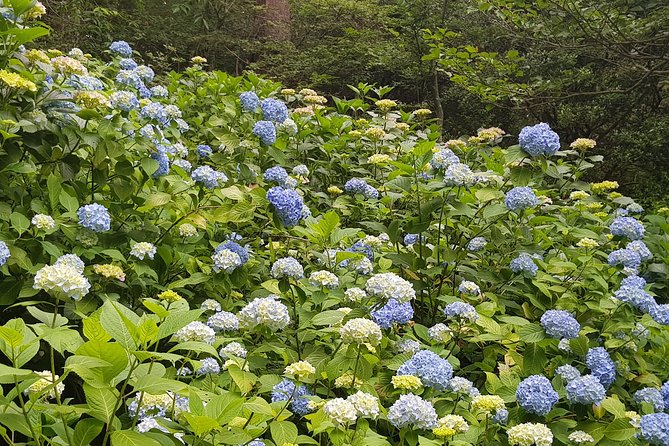 Private Car Day Trip to the Kobe Mountains, Gardens and Hot Springs from Osaka - FAQ