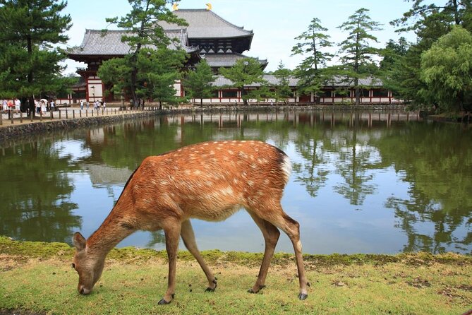 Private Tour to Nara from Osaka with English speaking Driver - Key points to know before booking