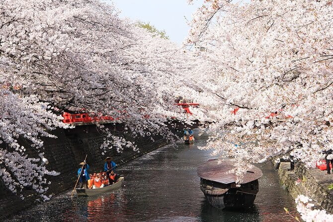 Sakura Magic and Nabana No Sato Day Tour From Osaka - What the bus day feels like