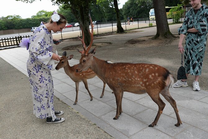 Shore Excursion: Full Day Private Nara Tour from Osaka /Kobe port - Key points at a glance